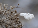 Pflanze_DSC3839 Kopie.jpg   26.04